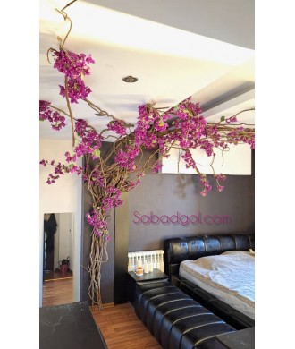 درخت رونده گل کاغذی برای اتاق خواب